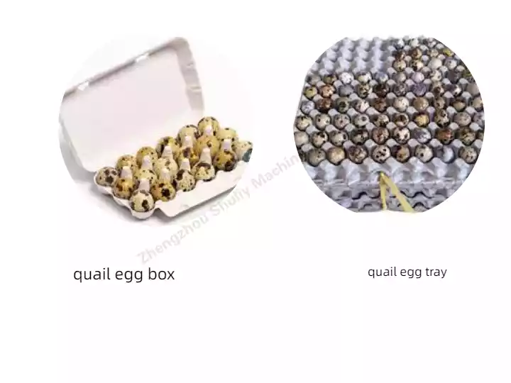 bandeja y caja de huevos de codorniz